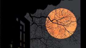 Branches and the moon short MP4 video