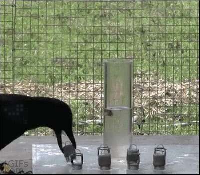 a crow drinks water