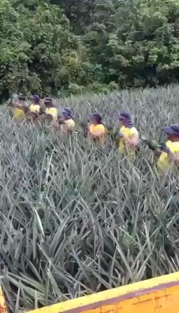 Farmers passing pineapples