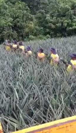 Farmers passing pineapples short MP4 video