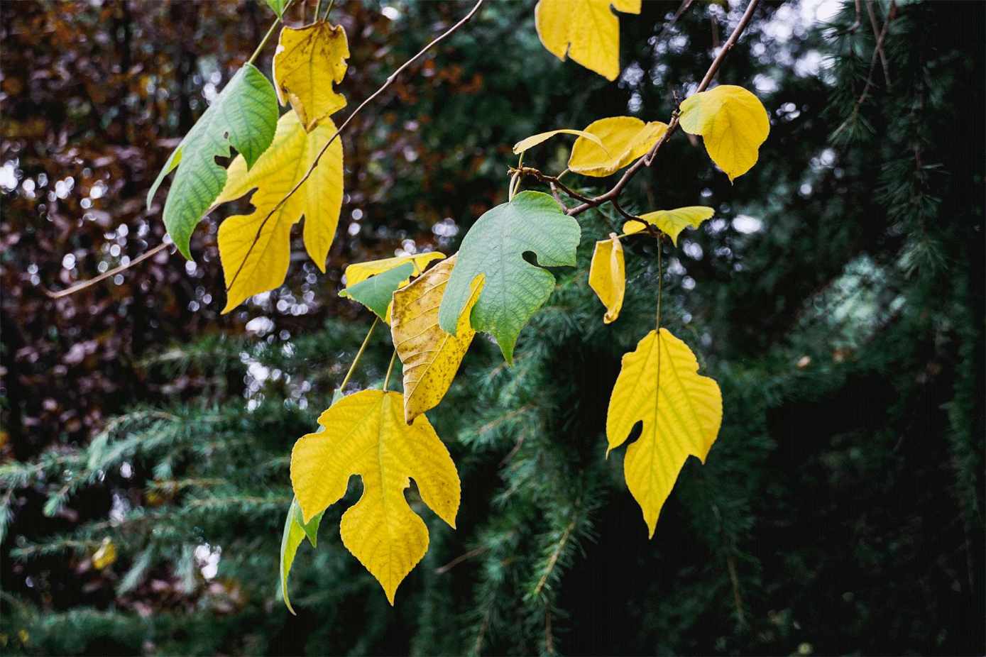 Autumn has arrived in the Northern Hemisphere GIF