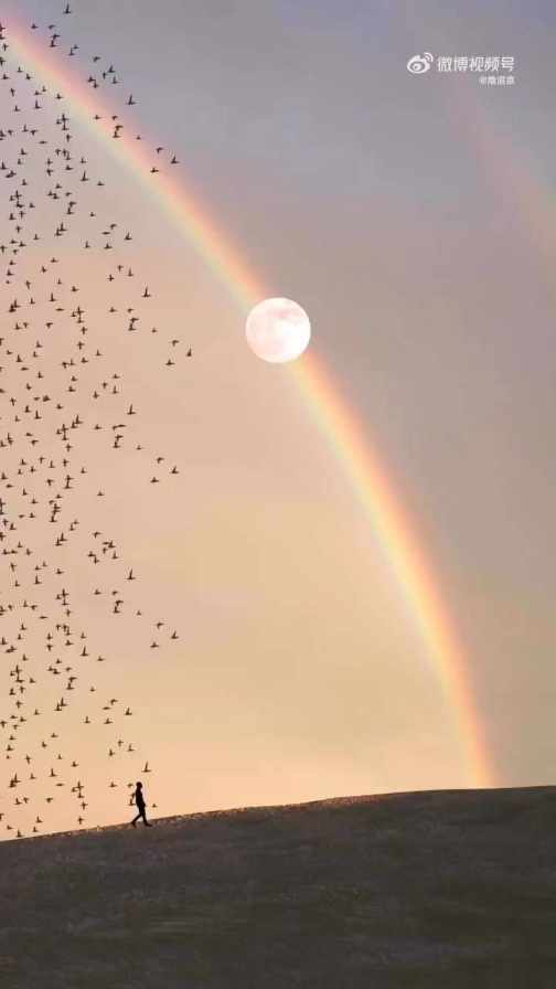 spectacular view, rainbow and birds short MP4 video