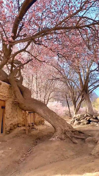 An apricot tree blossoms in Xinjiang, China