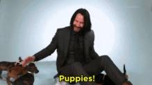 keanu reeves puppies GIF GIF