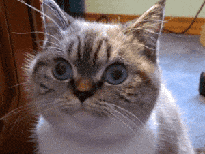 samuel l jackson cat GIF GIF